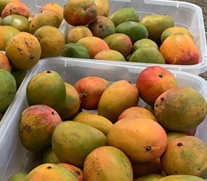 Mangoes